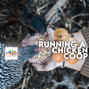 Read more about the article The Chicken Coop Rundown