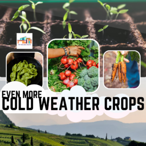 Read more about the article Even More Cold-Weather Crops