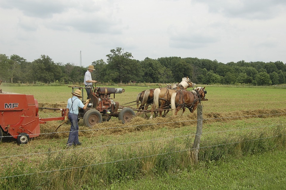 Amish growing & preserving food